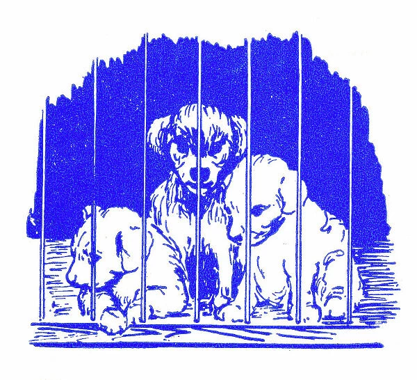 Three puppies in pet shop cage - 1950s printer's block