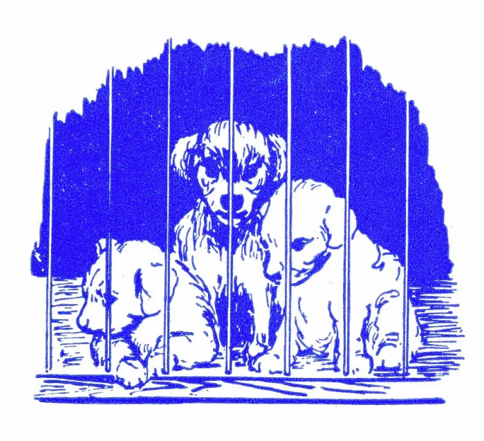 Framed Print : Three puppies in pet shop cage - 1950s printer's block Framed Print : Three puppies in pet shop cage - 1950s printer's block