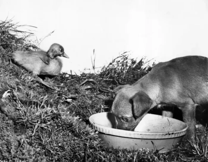 Framed Print : Puppy and duckling Framed Print : Puppy and duckling