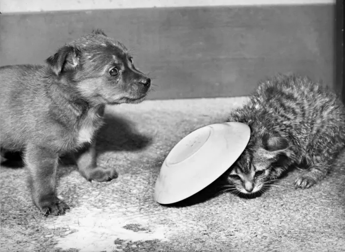 Framed Print : Puppy and kitten with saucer Framed Print : Puppy and kitten with saucer