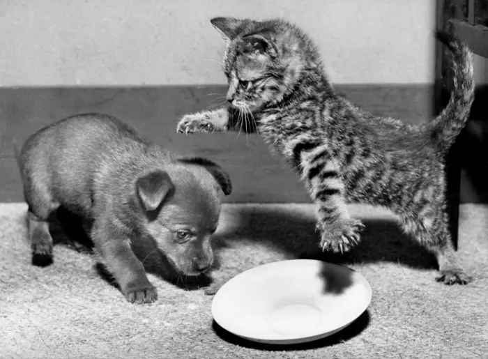 Framed Print : Puppy and kitten with saucer Framed Print : Puppy and kitten with saucer