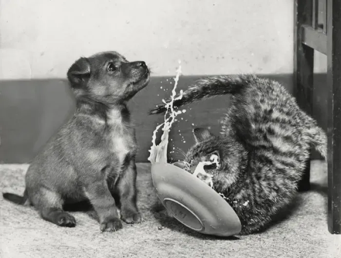 Framed Print : Puppy and kitten with saucer Framed Print : Puppy and kitten with saucer