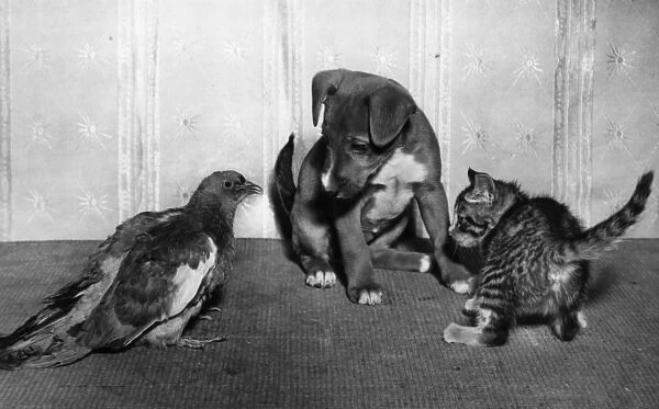 Puppy, kitten and wood pigeon