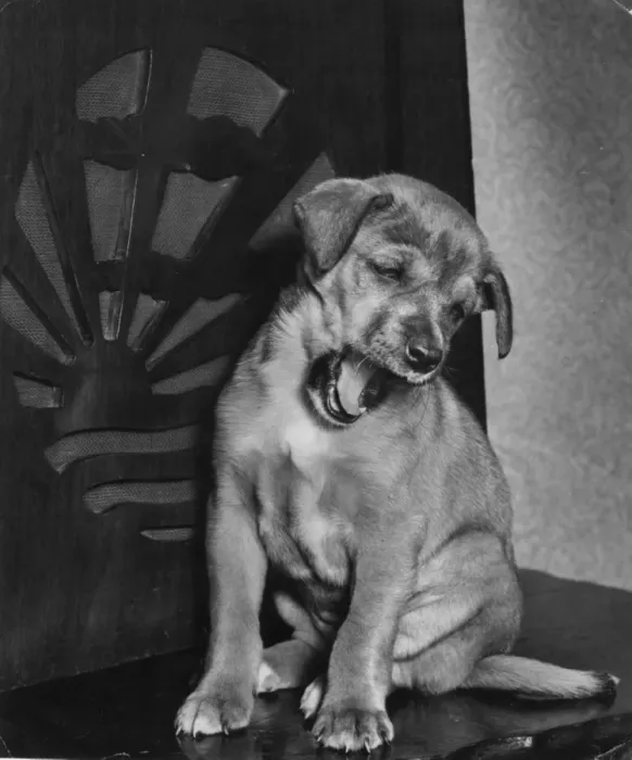 Framed Print : Puppy yawning by radio Framed Print : Puppy yawning by radio