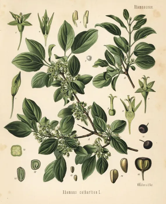Framed Print : Purging buckthorn, Rhamnus cathartica Framed Print : Purging buckthorn, Rhamnus cathartica