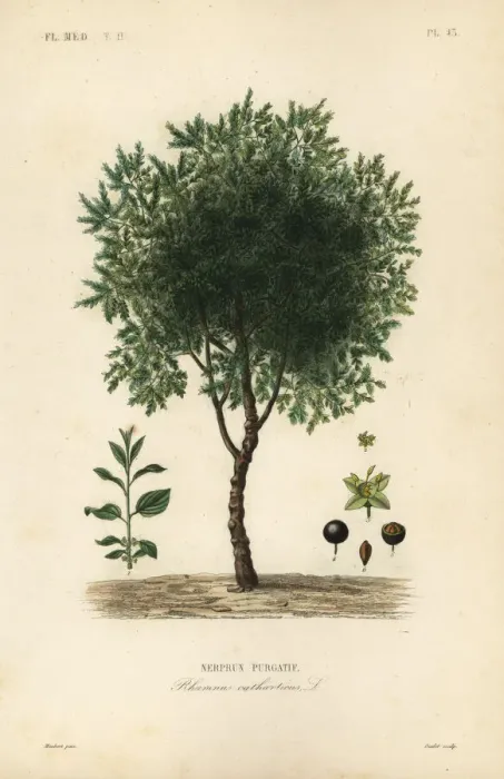 Framed Print : Purging buckthorn tree, Rhamnus cathartica Framed Print : Purging buckthorn tree, Rhamnus cathartica