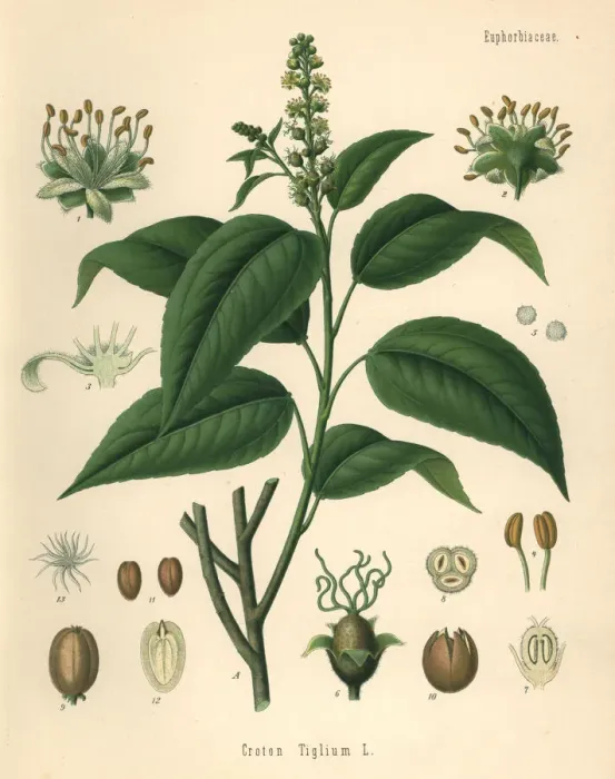 Framed Print : Purging croton, Croton tiglium Framed Print : Purging croton, Croton tiglium