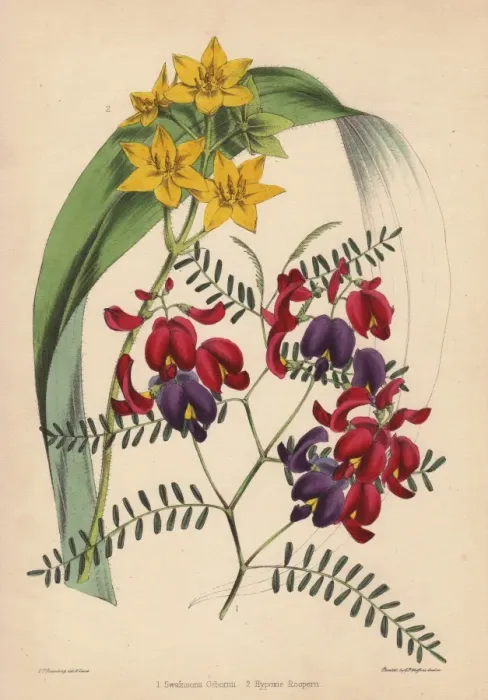 Framed Print : Purple-and-crimson-flowered Swainsona osbornii Framed Print : Purple-and-crimson-flowered Swainsona osbornii