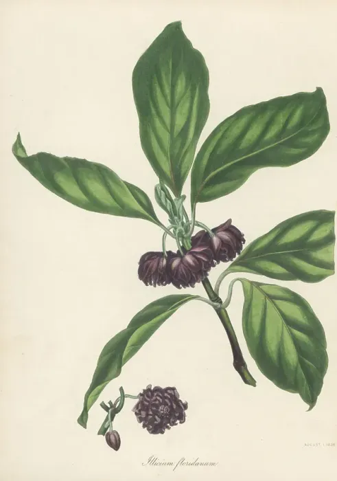 Framed Print : Purple anise, Illicium floridanum Framed Print : Purple anise, Illicium floridanum