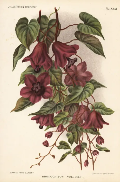 Framed Print : Purple bell vine, Rhodochiton volubile Framed Print : Purple bell vine, Rhodochiton volubile