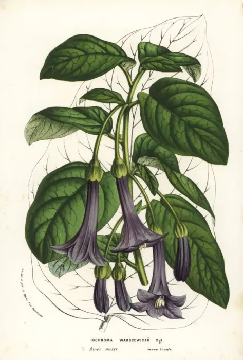 Framed Print : Purple bells, Iochroma warscewiczii Framed Print : Purple bells, Iochroma warscewiczii