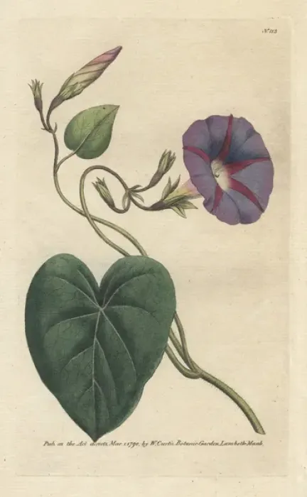 Framed Print : Purple bindweed, Ipomoea purpurea Framed Print : Purple bindweed, Ipomoea purpurea
