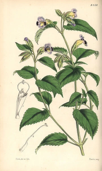 Purple blotched torenia, Torenia edentula