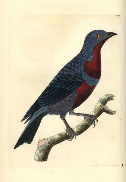 Framed Print : Purple-breasted cotinga, Cotinga cotinga Framed Print : Purple-breasted cotinga, Cotinga cotinga