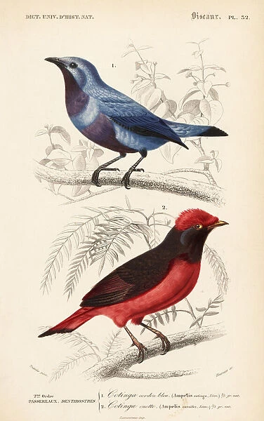 Purple-breasted cotinga and Guianan red cotinga