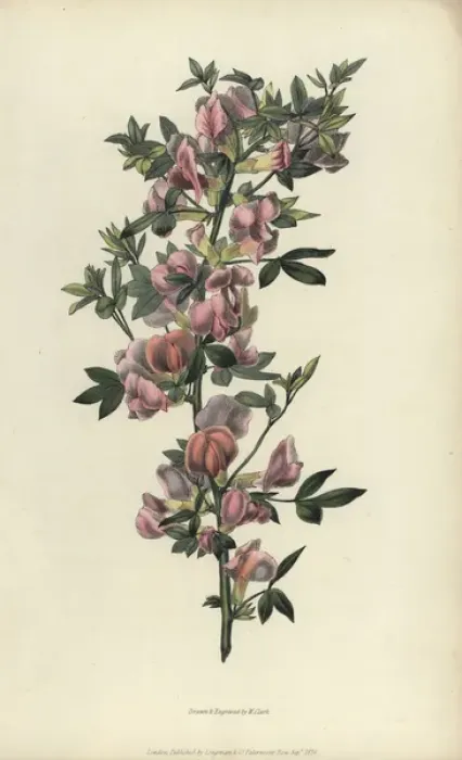 Framed Print : Purple broom, Cytisus purpureus Framed Print : Purple broom, Cytisus purpureus