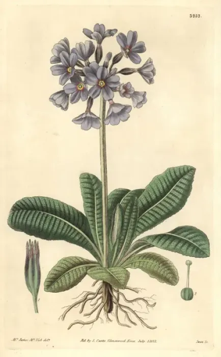 Framed Print : Purple caucasian or shining primrose, Primula amoena Framed Print : Purple caucasian or shining primrose, Primula amoena