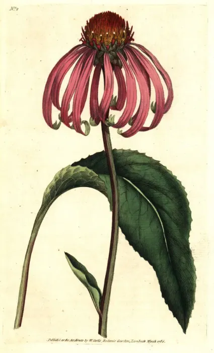 Framed Print : Purple coneflower, Echinacea purpurea Framed Print : Purple coneflower, Echinacea purpurea