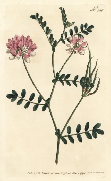 Framed Print : Purple crown vetch, Securigera varia Framed Print : Purple crown vetch, Securigera varia