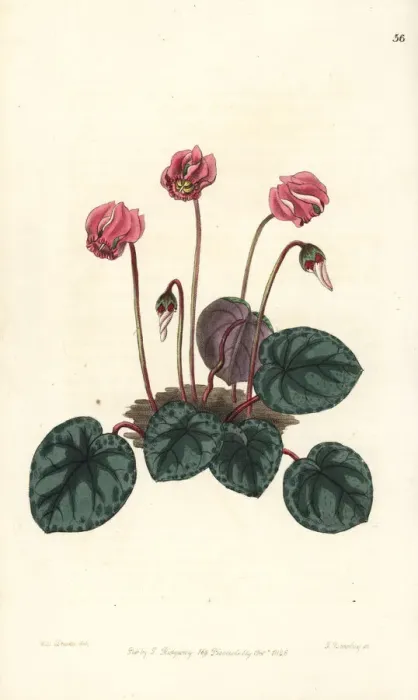 Framed Print : Purple cyclamen, Cyclamen purpurascens Framed Print : Purple cyclamen, Cyclamen purpurascens