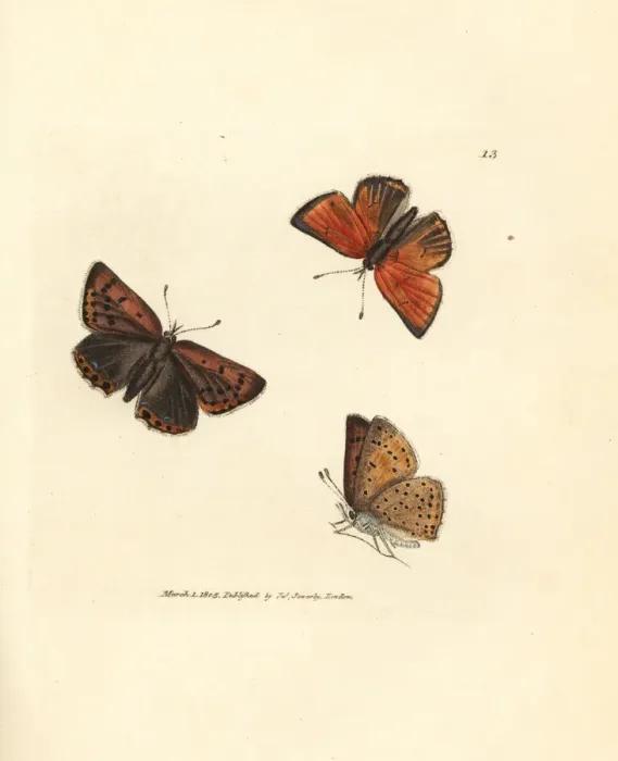 Framed Print : Purple-edged copper butterfly, Lycaena hippothoe Framed Print : Purple-edged copper butterfly, Lycaena hippothoe