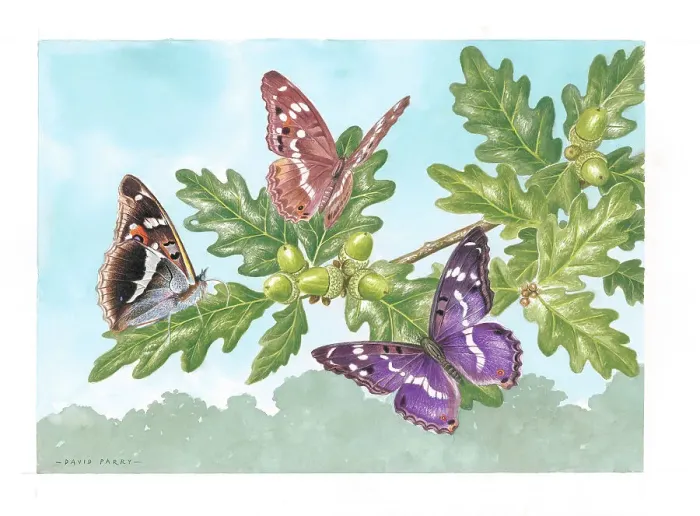 Framed Print : Purple Emperor butterflies on Oak Framed Print : Purple Emperor butterflies on Oak