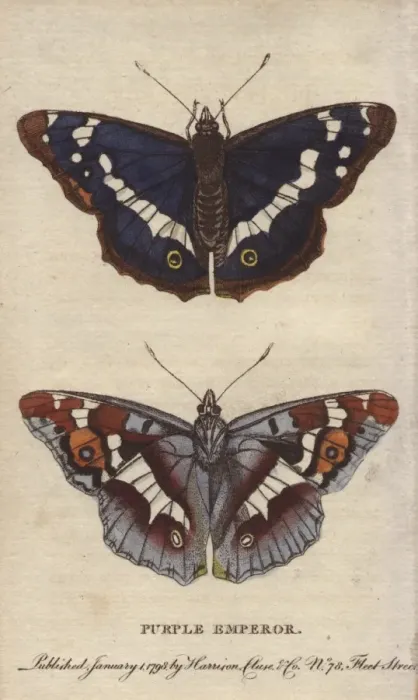 Framed Print : Purple emperor butterfly, Apatura iris Framed Print : Purple emperor butterfly, Apatura iris