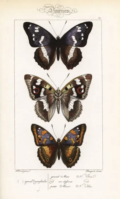 Framed Print : Purple emperor butterfly and lesser purple emperor Framed Print : Purple emperor butterfly and lesser purple emperor