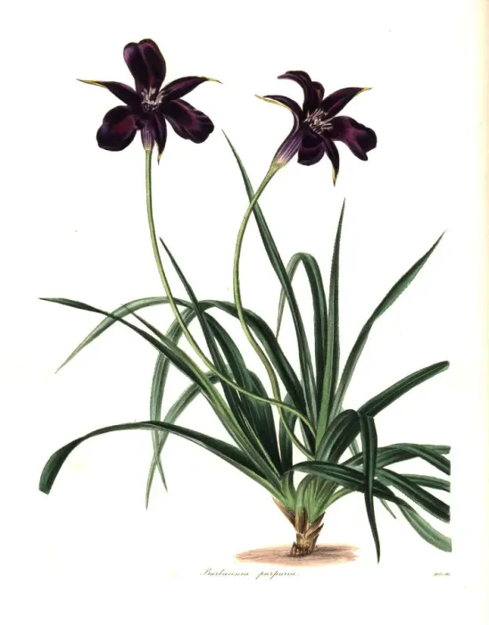Framed Print : Purple-flowered barbacenia, Barbacenia purpurea Framed Print : Purple-flowered barbacenia, Barbacenia purpurea
