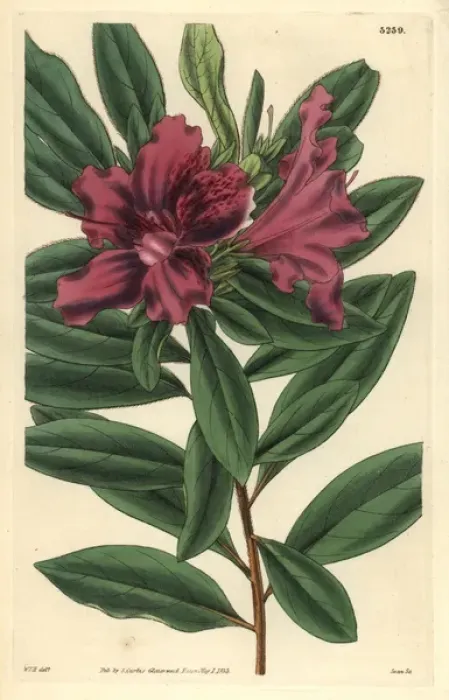 Framed Print : Purple-flowered fragrant Indian azalea, Azalea Framed Print : Purple-flowered fragrant Indian azalea, Azalea