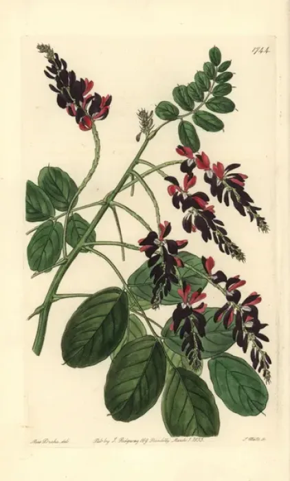Framed Print : Purple-flowered indigo plant, Indigofera atropurpurea Framed Print : Purple-flowered indigo plant, Indigofera atropurpurea