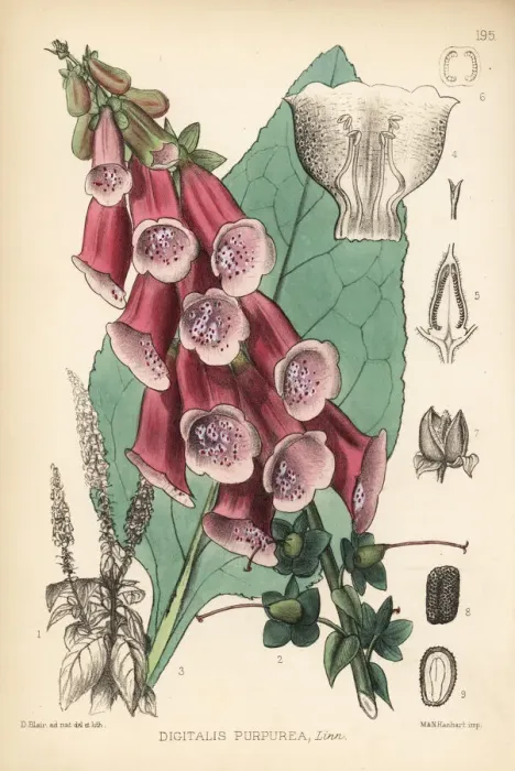 Framed Print : Purple foxglove, Digitalis purpurea Framed Print : Purple foxglove, Digitalis purpurea