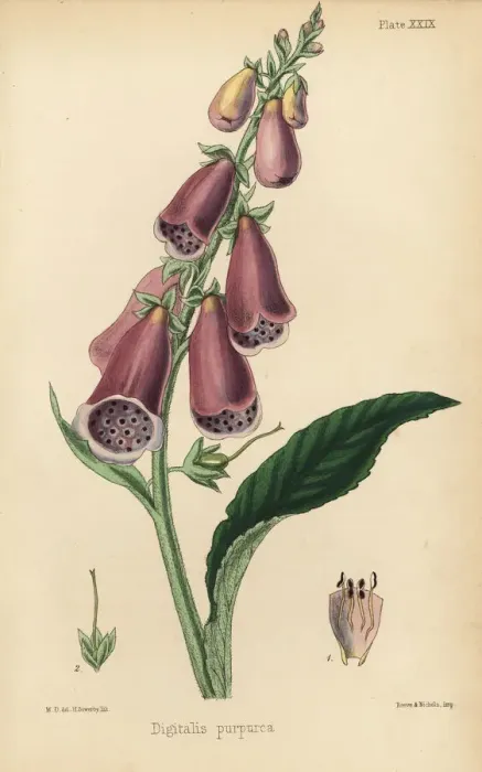 Framed Print : Purple foxglove, Digitalis purpurea Framed Print : Purple foxglove, Digitalis purpurea
