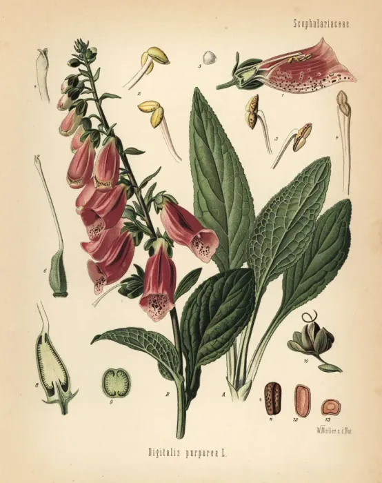 Framed Print : Purple foxglove, Digitalis purpurea Framed Print : Purple foxglove, Digitalis purpurea