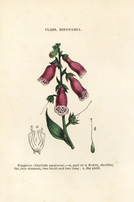 Framed Print : Purple foxglove, Digitalis purpurea Framed Print : Purple foxglove, Digitalis purpurea
