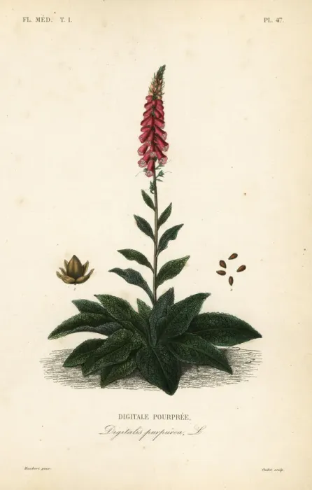 Framed Print : Purple foxglove or ladys glove, Digitalis Framed Print : Purple foxglove or ladys glove, Digitalis