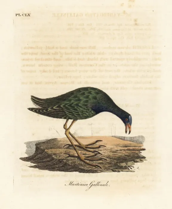 Framed Print : Purple gallinule, Porphyrio martinicus Framed Print : Purple gallinule, Porphyrio martinicus