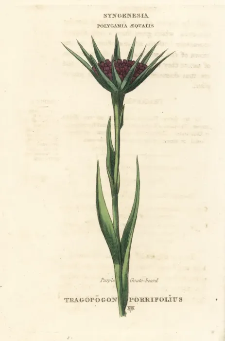 Framed Print : Purple goat s-beard or salsify, Tragopogon porrifolius Framed Print : Purple goat s-beard or salsify, Tragopogon porrifolius