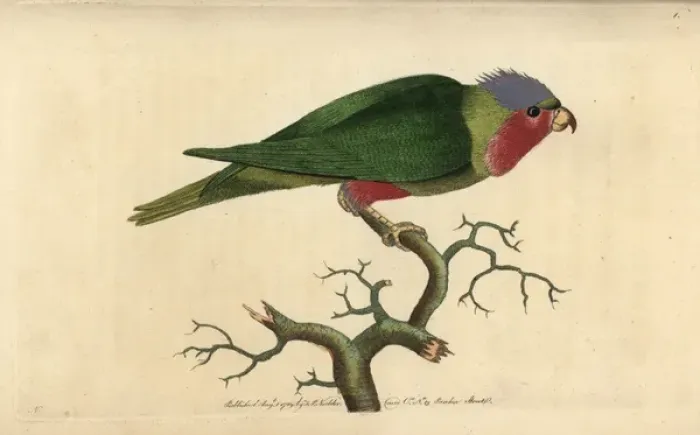 Framed Print : Purple-headed parakeet, with purple head, crimson Framed Print : Purple-headed parakeet, with purple head, crimson