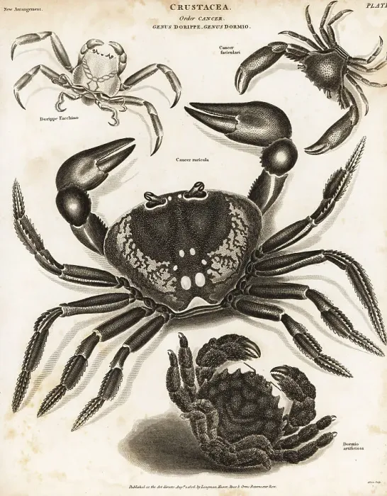 Framed Print : Purple land crab, shell-carrying crab, etc Framed Print : Purple land crab, shell-carrying crab, etc