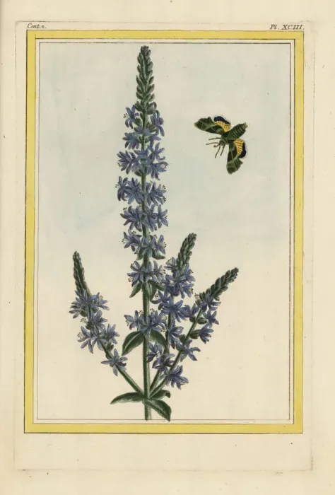 Framed Print : Purple loosestrife, Lythrum salicaria Framed Print : Purple loosestrife, Lythrum salicaria