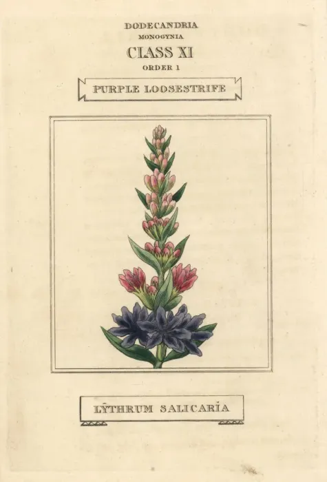 Framed Print : Purple loosestrife, Lythrum salicaria Framed Print : Purple loosestrife, Lythrum salicaria