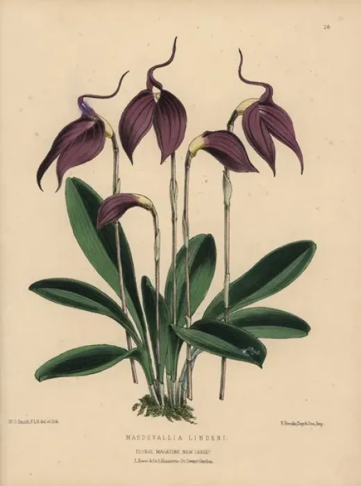 Framed Print : Purple masdevallia orchid, Masdevallia lindeni Framed Print : Purple masdevallia orchid, Masdevallia lindeni