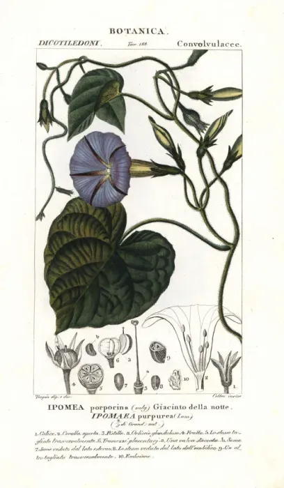 Framed Print : Purple morning glory, Ipomoea purpurea Framed Print : Purple morning glory, Ipomoea purpurea