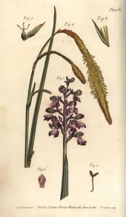 Framed Print : Purple orchid, Orchis mascula, and sedge grass, Carex hirta Framed Print : Purple orchid, Orchis mascula, and sedge grass, Carex hirta