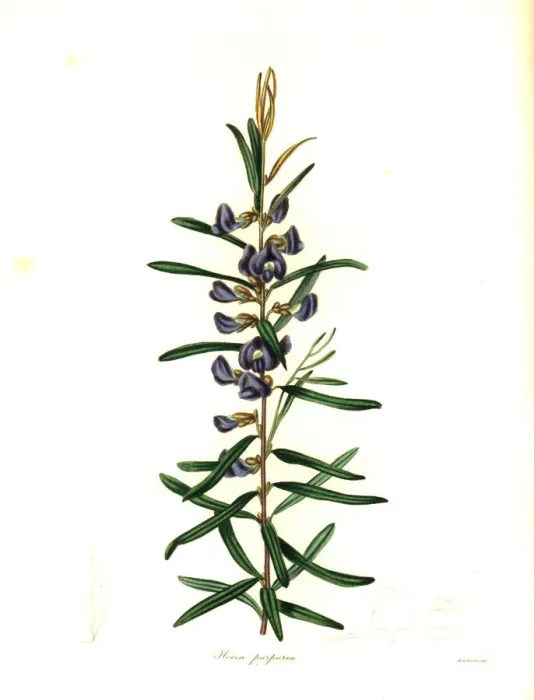 Framed Print : Purple pea or purple-flowered hovea, Hovea purpurea Framed Print : Purple pea or purple-flowered hovea, Hovea purpurea