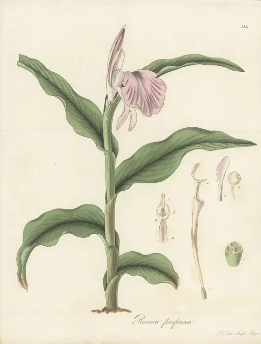 Framed Print : Purple roscoea, Roscoea purpurea Framed Print : Purple roscoea, Roscoea purpurea