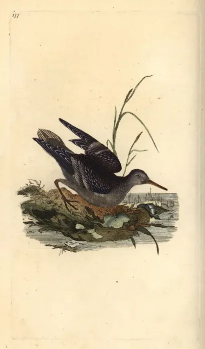 Framed Print : Purple sandpiper, Calidris maritima Framed Print : Purple sandpiper, Calidris maritima