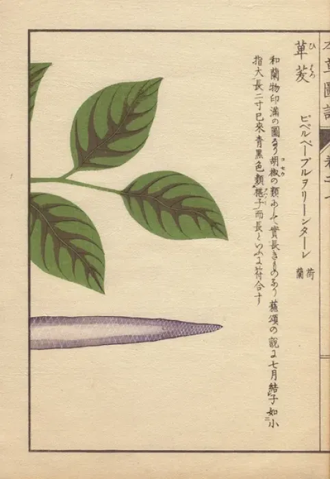 Framed Print : Purple seed and leaves of the long pepper, Piper longum Framed Print : Purple seed and leaves of the long pepper, Piper longum