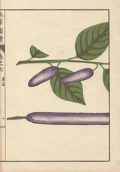 Purple seed and leaves of the long pepper, Piper longum